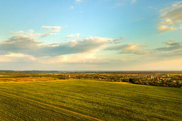 Obraz premium Aerial view of bright green agricultural farm field with growing rapeseed plants at sunset.