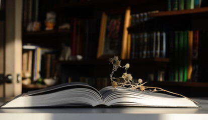 Sunlit bookshelves in the background. An open book is on the table. A twig of a dry plant lies on the book