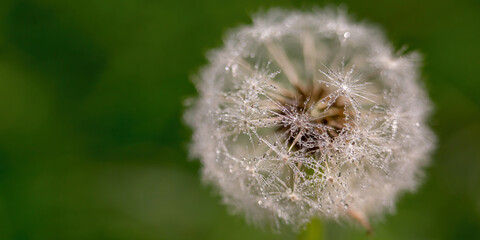 Banner, natural background green color with plant. White dandelion. Space for text. Selective focus