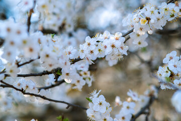Fruit tree twigs with blooming white and pink petal flowers in spring garden