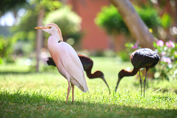 Obraz na płótnie Canvas Glossy ibis wild bird, also known as Plegadis falcinellus walking on green lawn in summer
