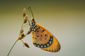 orange butterfly and dew on a blurred background, select focus with a shallow depth of field.