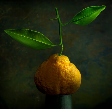 Sumo mandarin orange with leaves attached.