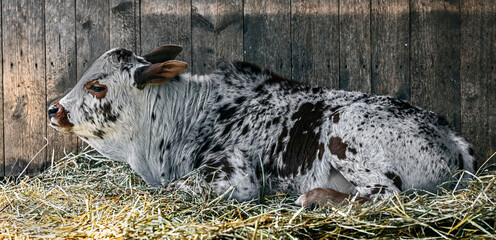 Zebu nano calf on the ground in the shed
