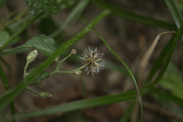 dandelion and leaves