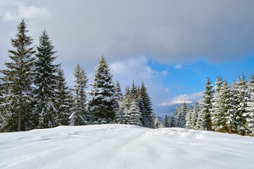 Obraz premium Pine trees covered with fresh fallen snow in winter mountain forest on cold bright day