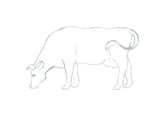Farm animal. Cow sketch. Hand drawn. Black and white vector illustration isolated on white background.