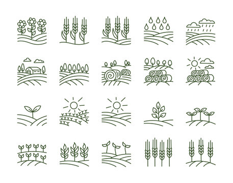 Agriculture field icons set. Barley spikelet. Editable stroke size. Vector line.