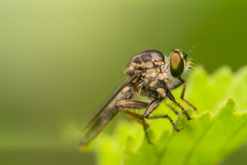 details of the head of the robber fly.
beautiful robber fly head taken at close range (Macro)