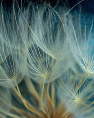 Close up dandelion seeds, macro. Natural background, texture.