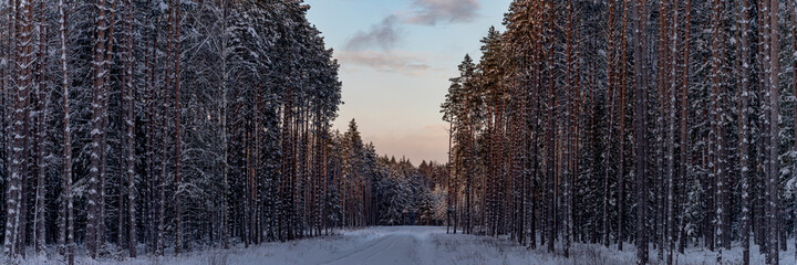 pine forest on both sides of snow covered forest road. Christmas day in Latvian forest