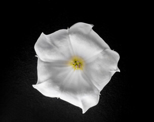 Delicate flower on a black background. View above.