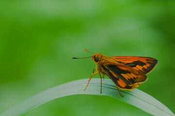 Fototapeta na wymiar orange butterfly and dew on a blurred background, select focus with a shallow depth of field.