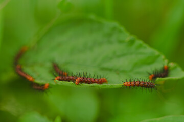 Catterpillars in focus, with green leaves in the background.