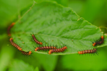Catterpillars in focus, with green leaves in the background.