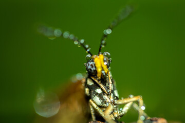 Fototapeta premium orange butterfly and dew on a blurred background, select focus with a shallow depth of field.