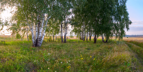 Summer landscape with birch trees at sunset
