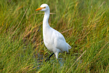 A cattle egret wading through a salt marsh.