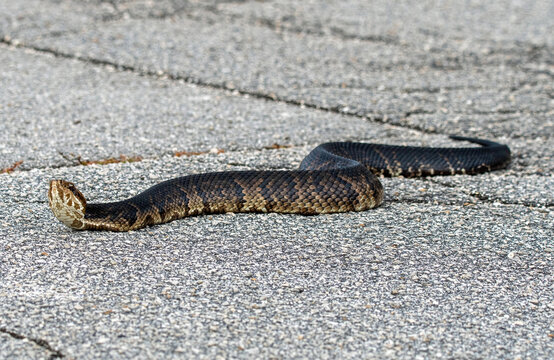 A water moccasin, or cottonmouth, crossing a road.