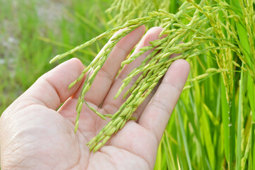 Man hand touching a young rice in a rice field
