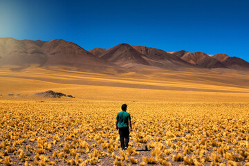 Hombre  caminando por extenso campo de flores, por el camino de los seismiles, en Catamarca