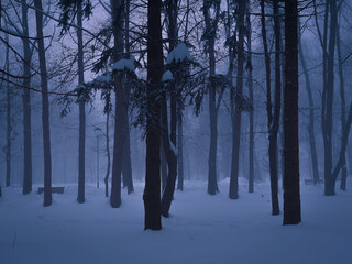 Atmospheric winter forest with fog at dusk. Dark mysterious forest, trees are covered with slow. Fairytale place. 