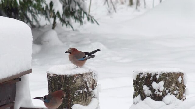 Wild Birds Feed In Winter