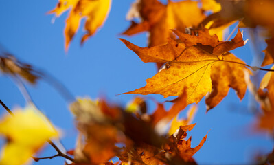 Vibrant Colors from Autumn Leaves, close up details in the park, Braga, Portugal.