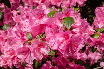 Bubblegum variety of Rhododendron blooming in full bloom under natural lighting