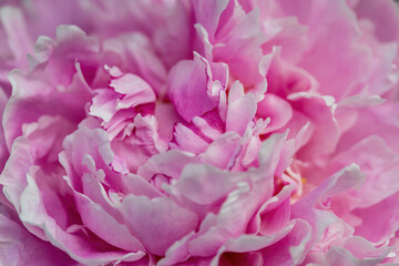 Obraz premium Close up Pink Peonies with delicate petals and green leaves in the garden, peonies with pink and beige color petals, pink flowers macro, flowers head, blooming peonies, floral photo, macro photography