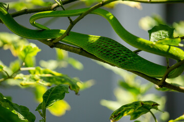 A pregnant Malayan green whipsnake lives under a canopy of trees for camouflage.