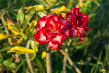 Adenium with red double petals blooming in winter.