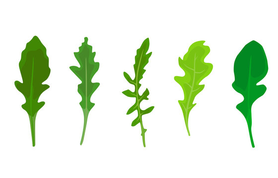 Set of arugula leaves in different shades of green, isolated on a white background