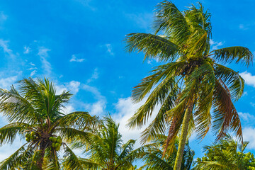 Fototapeta na wymiar Tropical palm trees with blue sky Rio de Janeiro Brazil.