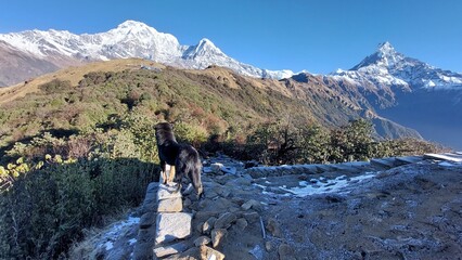 Mountain Dog, Fishtail Mountain