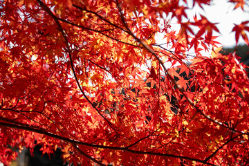 日本の紅葉