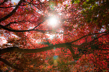 日本の紅葉
