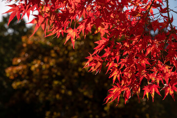 日本の紅葉