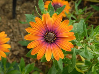 Dimorphotheca, or Osteospermum ecklonis orange daisy flower