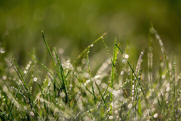 Natural background texture, banner. For the design of sites. Green grass with drops of water