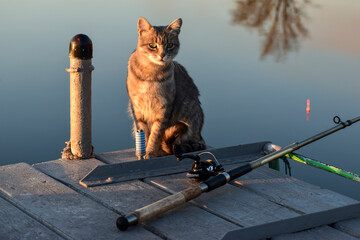 The cat sits on a wooden pier next to a fishing rod in the evening sunlight