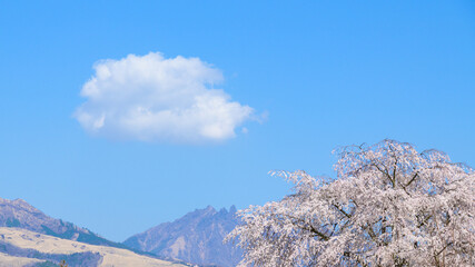 阿蘇五岳(根子岳)を背景に桜風景(すだれ桜)
Sakura scenery (sudare cherry blossoms)...