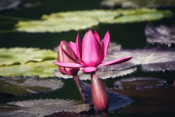 Pinkfarbene Lotosblume auf einem See