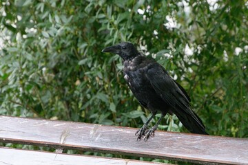 Rabenvögel - Krähe (Corvidae)