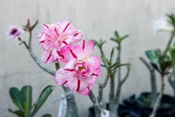Twin adenium flowers in vibrant garden mood. Desert rose plant blooming with pink shades. Tropical adenium twin flowers in morning light. Beautiful double bloom pink desert rose