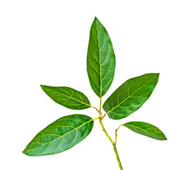 branch of avocado