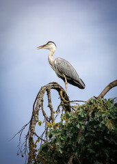 Bird, Reiher, Vogel, Tiere, Natur, Wildnis, Hellblau, Baum, Himmel