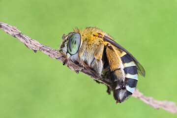Amegilla cingulata or blue banded bee