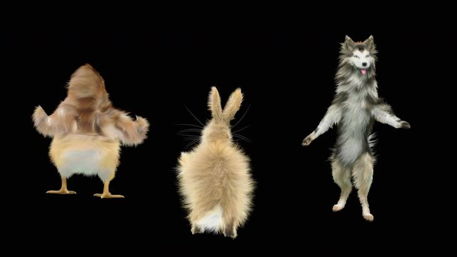 Dog and Rabbit, Chick Dancing, 3d rendering, Animation Loop, cartoon. included in the end of the clip with Alpha matte.