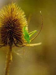 Closeup of a grasshopper on a withered plant with blurry background
